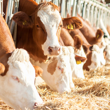 Livestock Feed & SuppliesCows eating hay