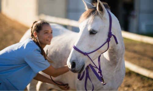 A horse being checked by a vet