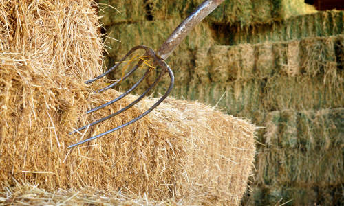 A pitchfork placed into square bales of hay