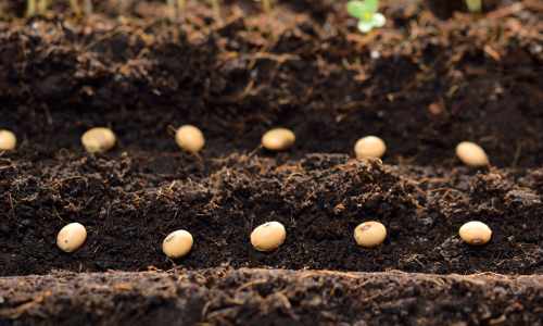 Two rows of garden seeds
