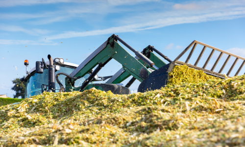 Silages being pushed into a pile by a tractor