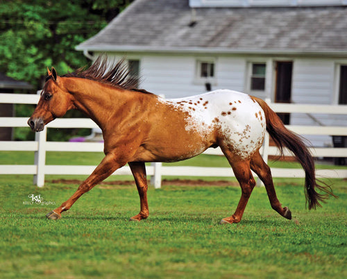 Breyer Traditional Series Chocolatey